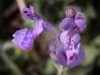 Nepeta amethystina