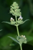 Nepeta cataria L.