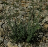 Nepeta nepetella 1/3 (a confirmar)