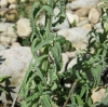 Nepeta nepetella 2/3 (a confirmar)