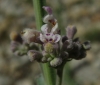 Nepeta nepetella 3/3 (a confirmar)