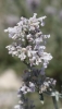 Nepeta sp.