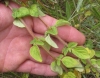 Origanum vulgare L. subsp. vulgare