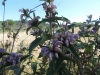 Phlomis herba-venti L.
