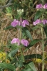 Phlomis herba-venti L.