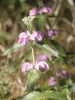 Phlomis herba-venti L.