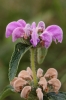 Phlomis herba-venti L.