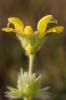 Phlomis lychnitis L.