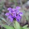 Prunella grandiflora (L.) Scholler