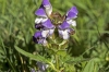 Prunella grandiflora x Prunella laciniata