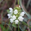 Prunella laciniata (L.) L.