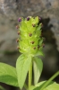 Prunella vulgaris L.