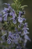 Rosmarinus officinalis L.