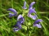 Salvia 1/3