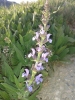 Salvia 3/3