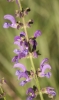 Salvia lavandulifolia?