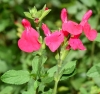 Salvia microphylla Kunth