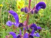 Salvia pratensis L.