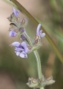 Salvia verbenaca ? 1