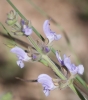 Salvia verbenaca ? 2