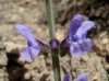 Salvia verbenaca 1 de 2