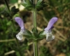 Salvia verbenaca 2/2