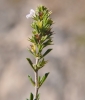 Satureja intricata Lange