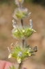 Sideritis hirsuta L.