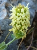Sideritis hyssopifolia L.