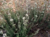 Sideritis leucantha Cav.