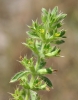 Sideritis montana L.