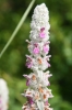 Stachys byzantina K.Koch