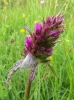 Stachys officinalis (L.) Trevis.