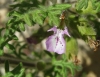 Teucrium botrys L.