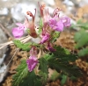 Teucrium chamaedrys ?