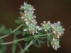 Teucrium dunense 1/4