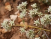 Teucrium expassum ? 2/4