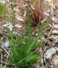 Teucrium pseudochamaepitys L.