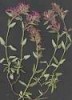 Teucrium pugionifolium