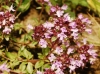 Thymus pulegioides ? 3/3