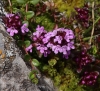 Thymus serpyllum ?   1/3