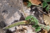Argyrolobium zanonii (Turra) P.W.Ball subsp. zanonii