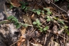 Argyrolobium zanonii (Turra) P.W.Ball subsp. zanonii