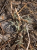 Argyrolobium zanonii (Turra) P.W.Ball subsp. zanonii