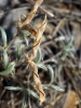Argyrolobium zanonii (Turra) P.W.Ball subsp. zanonii