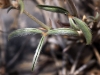 Argyrolobium zanonii (Turra) P.W.Ball subsp. zanonii