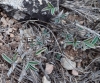 Argyrolobium zanonii (Turra) P.W.Ball subsp. zanonii
