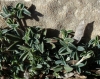 Argyrolobium zanonii (Turra) P.W. Ball subsp. zanonii