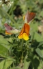 Argyrolobium zanonii (Turra) P.W. Ball subsp. zanonii