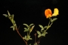 Argyrolobium zanonii (Turra) P.W. Ball subsp. zanonii